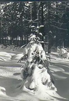 Winterwald im Erzgebirge *1966 Hanich2010