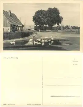 17255 Zirtow Dorfstrasse mit Gänse *1956 Hanich0113