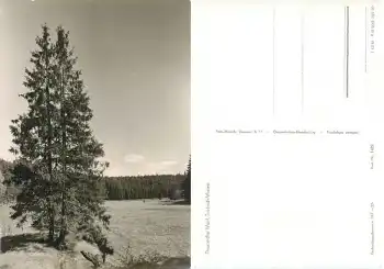 01737 Grillenburg Tharander Wald Triebisch Wiesen *1967 Hanich1429