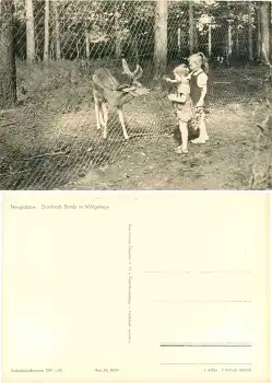 16775 Neuglobsow Wildgehege Damhirsch Bambi *ca. 1964 Hanich0034