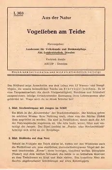 ASCOP Dresden Strahlbild Textblatt L303 "Vogelleben am Teiche" 1952