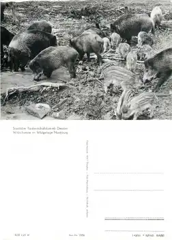 Wildschweine Wildgehege Moritzburg *1983 Hanich2356