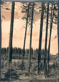 01737 Tharander Wald *1965 Hanich1533