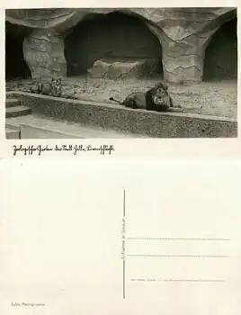 Halle / Saale Zoo Löwen  *ca. 1910