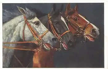3 Pferdeköpfe Künstlerkarte A. Koch * ca. 1920