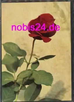 rote Rose *ca.1970
