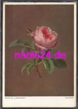Rosen rosa Rose *ca.1955