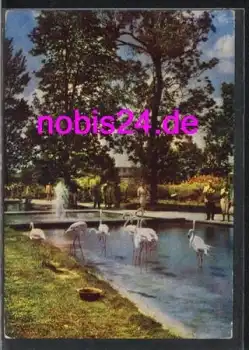 Erfurt IGA - Flamingos Wasserstrasse o ca.1966