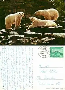 Eisbären O 20.11.1975