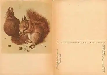 Eichhörnchen Künstlerkarte Albrecht Dürer *ca. 1940