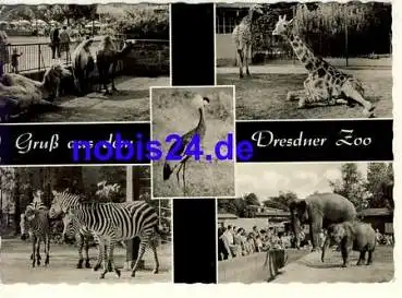 Dresden Zoo Tierpark Tiere o 1965