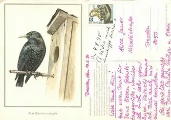 Star Sturnus vuogaris gebr. 10.6.1990