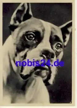 Junger Boxer Hund *ca.1940