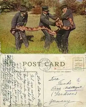 New York Zoologischer Garten Schlange Python o 10.9.1927