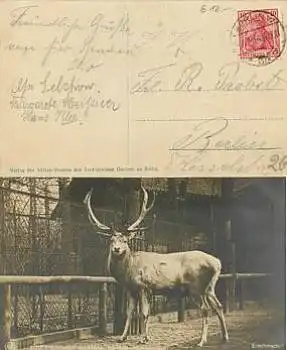 Berlin Zoologischer Garten Hirsch  o 8.9.1919