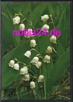 Maiglöckchen Blumen o 6.5.1986