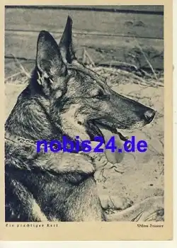 Deutscher Schäferhund *ca.1940