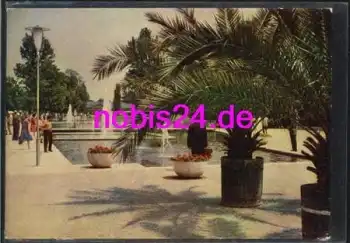 Erfurt IGA - Palmen an Wasserachse *ca.1961