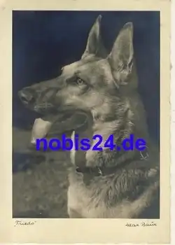 Deutscher Schäferhund *ca.1940