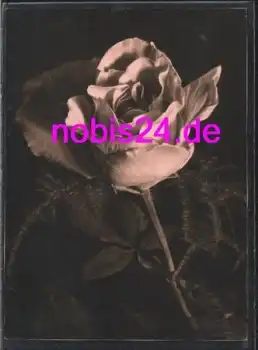 Rose Foto  *ca.1950