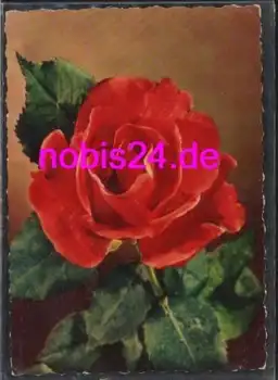 Rose Geburtstagskarte o 8.11.1960