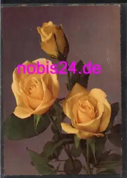 gelbe Rosen  *ca.1950