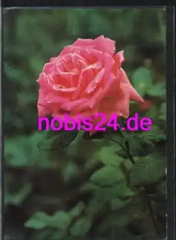 Rosen eine zarte Rose *ca.1960