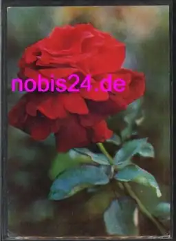 rote Rose *ca.1960