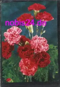 Nelken bunter Strauß  *ca.1980