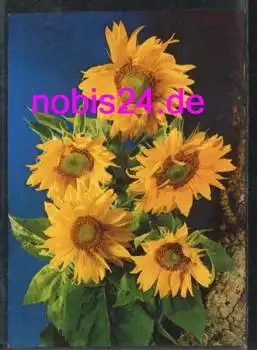 Sonnenblumen  *ca.1970