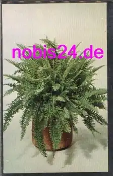 Schwertfarn *ca.1950