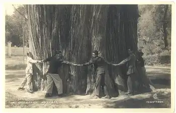 Mexico hapultepec ahuehuete Riesenbaum * ca. 1920