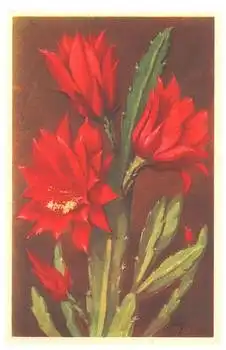 blühender Kaktus * ca. 1940