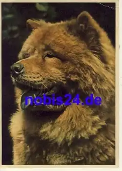 Chow Chow Hund *ca.1950