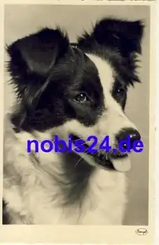 Hund Mischling *ca.1950