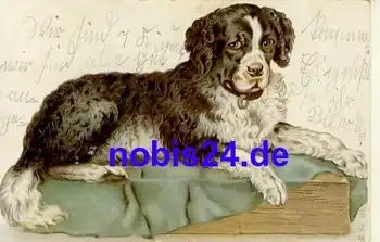 Bernhardiener Hund o 1905