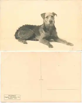 Foxterrier  Hund Echtfoto *um1930
