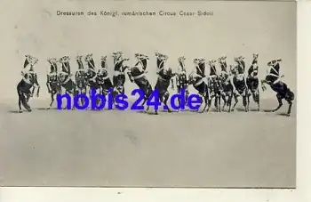 Circus Sidoli Pferde Dressur Rumänien *ca.1915