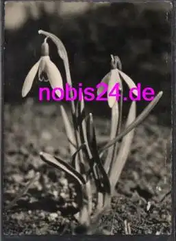 Schneeglöckchen *ca.1965