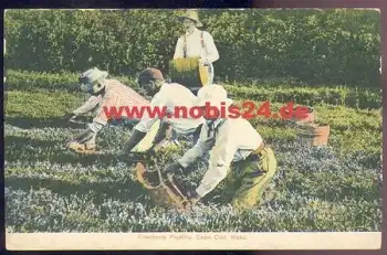 Massachusetts Blaubeerpfflücker Cranberry Picking Cape Cod *ca. 1905