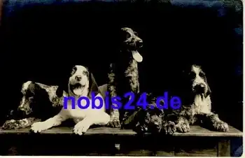 Fünf Hunde Fotokarte *ca.1930