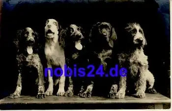 Fünf Hunde Fotokarte *ca.1930