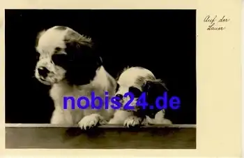 Junge Hunde o 1955