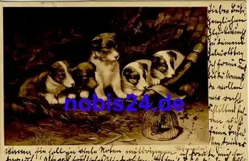 Junge Hunde Künstlerkarte o 1902