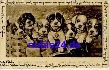 Junge Hunde Künstlerkarte o 1902