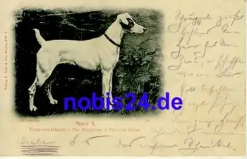 Foxterrier Hündin o 1900