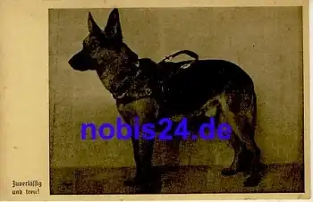 Deutscher Schäferhund als Sanitätshund Blindenhund *ca.1935