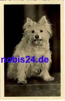 Spitz Hund o 1961