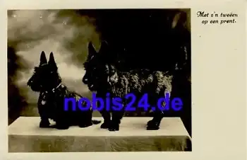 Fox Pärchen Hunde *ca.1940