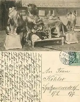 Löwen Hagenbeck Raubtier-Dressur Hamburg o 6.8.1910